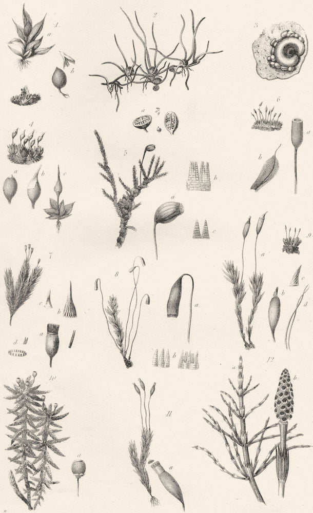 PLANTS. Cryptogamia (1)  1880 old antique vintage print picture